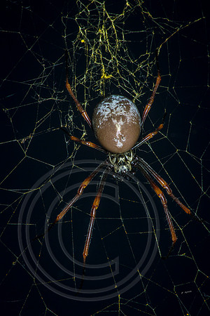 Golden Orb 2, Norfolk Island