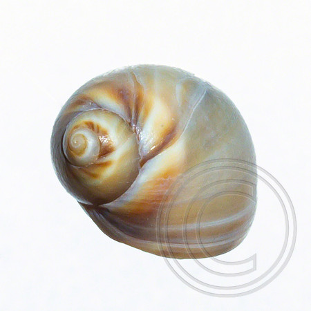 Shell-11