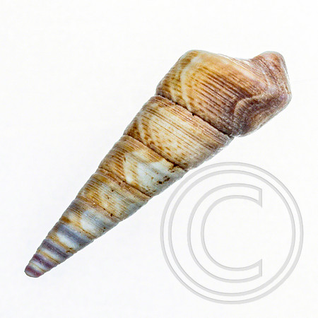 Shell-10