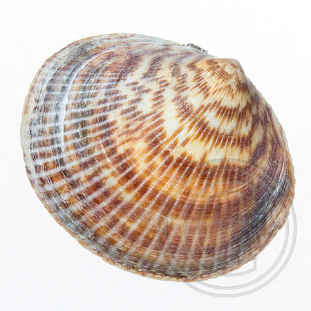 Shell-08