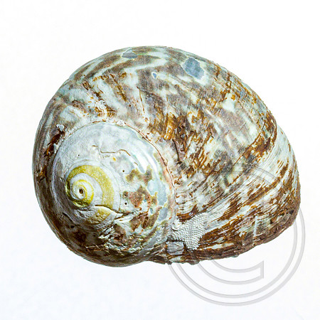 Shell-09