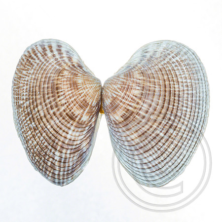 Shell-12