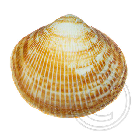 Shell-01