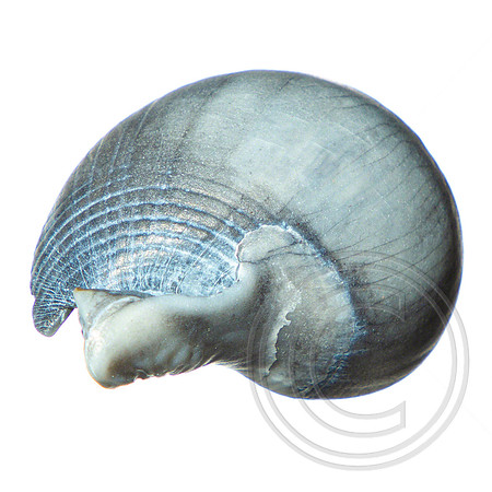 Shell-02