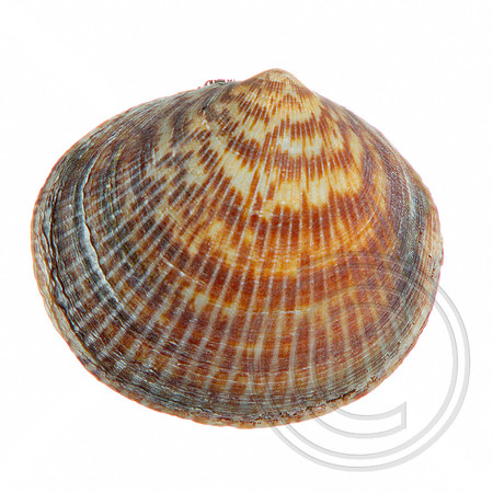 Shell-03
