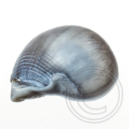 Shell-05