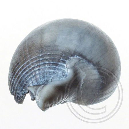 Shell-06