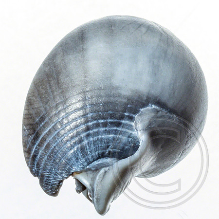 Shell-07