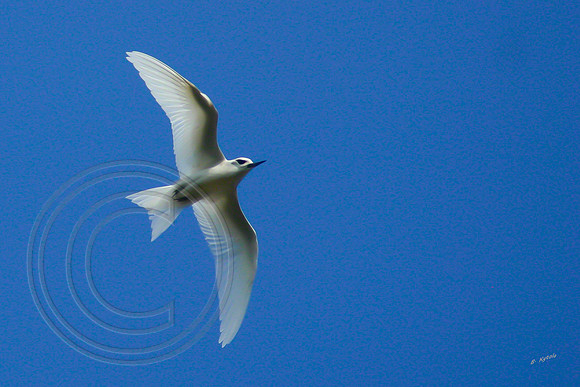 Flying Tern, Norfolk Island