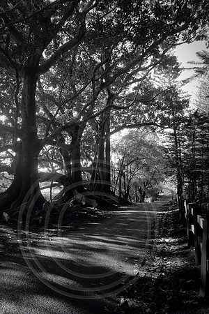 100 Acres Fig Trees, Norfolk Island