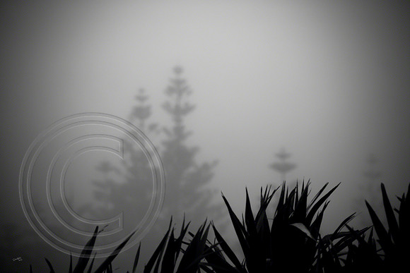 Norfolk Island Pines, Mt. Pitt, Norfolk Island