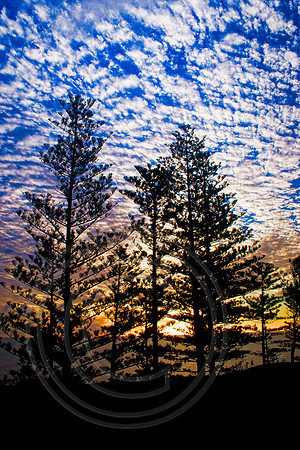 Pine Sunset, Norfolk Island