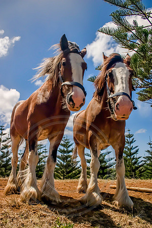 Clydesdales, Norfolk Island