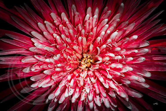 Red Flower