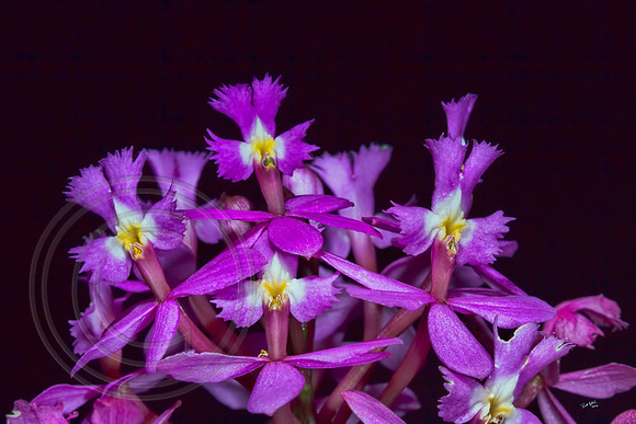 Miniature Orchids