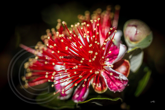 Feijoa Flower
