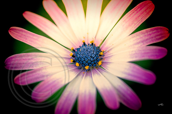 Daisy
