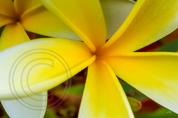 Frangipani