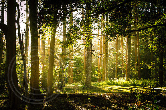 100 Acres Reserve, Norfolk Island
