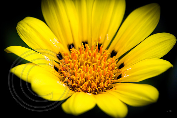 Daisy 1