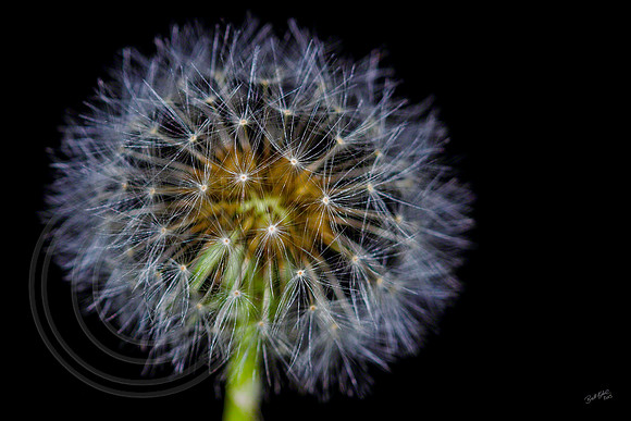 Dandelion Flower
