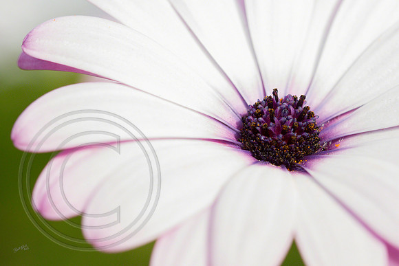 Flower 2