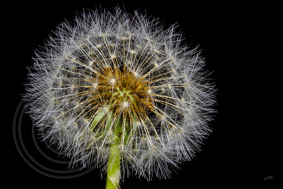 Dandelion 2