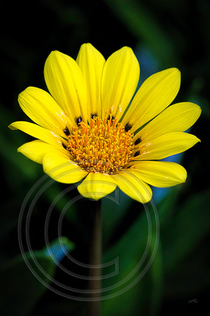 Daisy 2