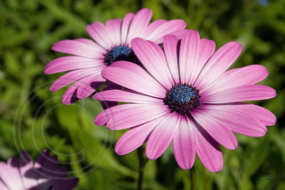 Flower 3
