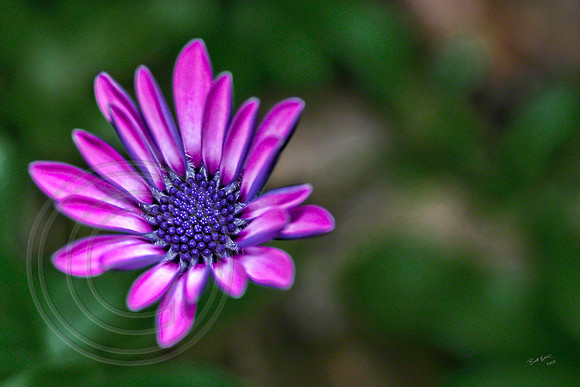 Flower 4
