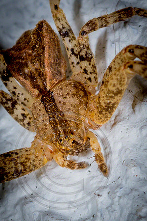 Spider 1, Tasmania
