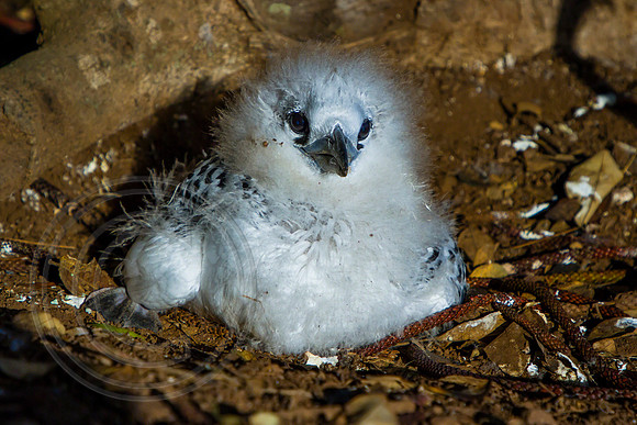 Tropic Bird Chick, Norfolk Island