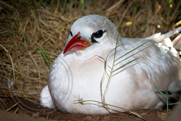 Tropic Bird, Norfolk Island