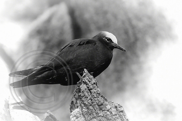 White Capped Noddy B&W, Norfolk Island