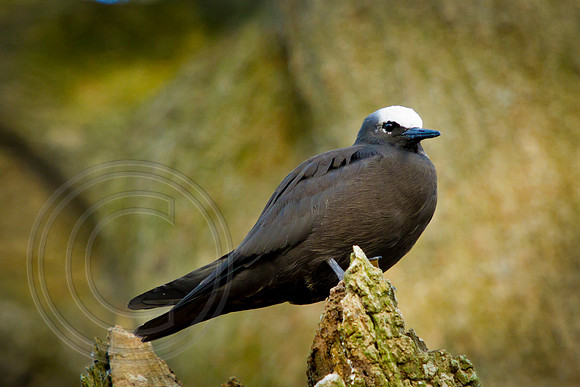 White Capped Noddy, Norfolk Island