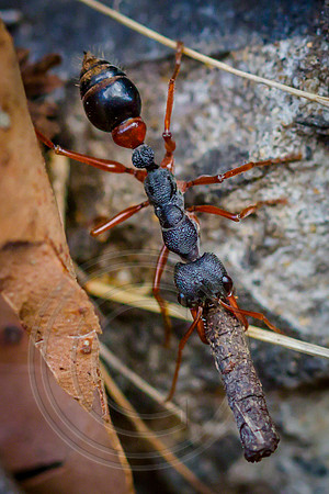 Bull Ant 1, Tasmania
