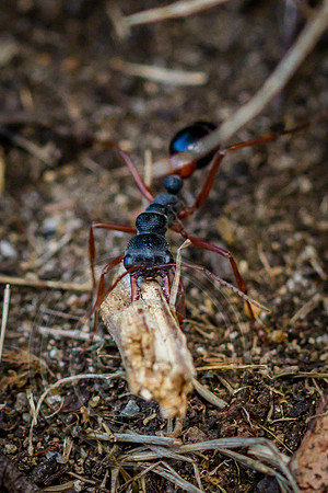 Bull Ant 2, Tasmania