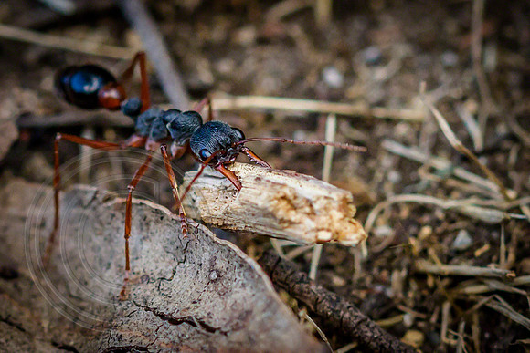 Bull Ant 3, Tasmania