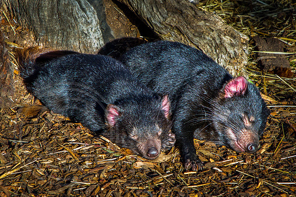 Tasmanian Devils, Tasmania