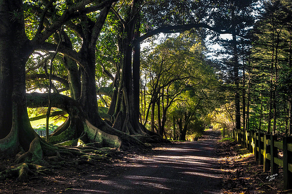 Fig Trees, 100 Acres, Norfolk Island