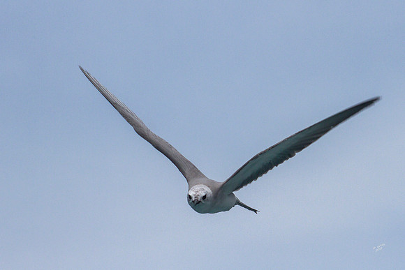 Grey Ternlet, Norfolk Island