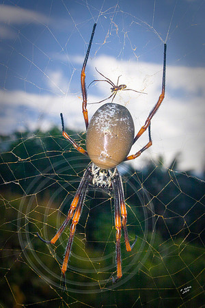 Golden Orb 1, Norfolk Island